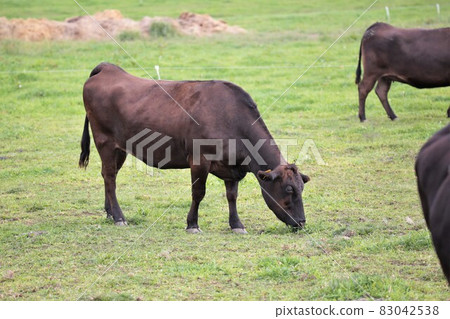 Ranch scenery, Japanese beef 83042538