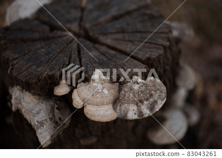 Mushrooms that grow naturally on stumps in Komiya Park, a metropolitan park in Hachioji, Tokyo Mushrooms that grow naturally on stumps in Komiya Park, a metropolitan park in Hachioji, Tokyo 83043261