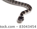 Phantom snake, the juvenile of the white madara 83043454