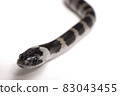 Phantom snake, the juvenile of the white madara 83043455