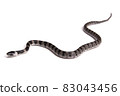 Phantom snake, the juvenile of the white madara 83043456