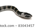 Phantom snake, the juvenile of the white madara 83043457