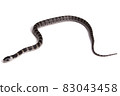 Phantom snake, the juvenile of the white madara 83043458