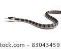 Phantom snake, the juvenile of the white madara 83043459
