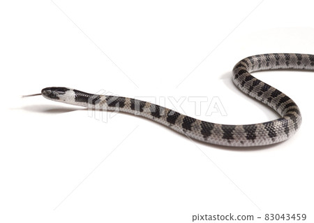 Phantom snake, the juvenile of the white madara Phantom snake, the juvenile of the white madara 83043459
