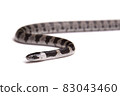 Phantom snake, the juvenile of the white madara 83043460