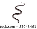 Phantom snake, the juvenile of the white madara 83043461