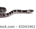 Phantom snake, the juvenile of the white madara 83043462