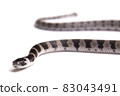 Phantom snake, the juvenile of the white madara 83043491