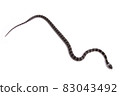Phantom snake, the juvenile of the white madara 83043492
