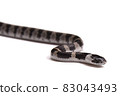 Phantom snake, the juvenile of the white madara 83043493