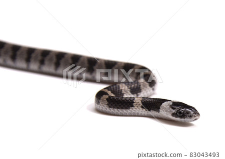Phantom snake, the juvenile of the white madara Phantom snake, the juvenile of the white madara 83043493