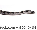 Phantom snake, the juvenile of the white madara 83043494