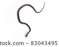 Phantom snake, the juvenile of the white madara 83043495