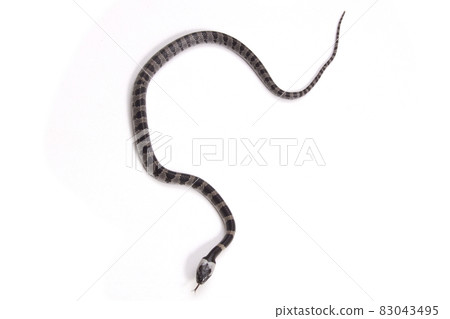 Phantom snake, the juvenile of the white madara Phantom snake, the juvenile of the white madara 83043495