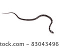 Phantom snake, the juvenile of the white madara 83043496