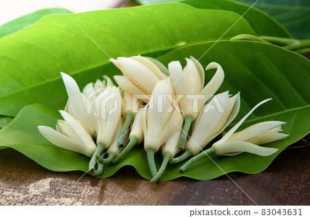 champaka flower with leaf and on old wood 83043631