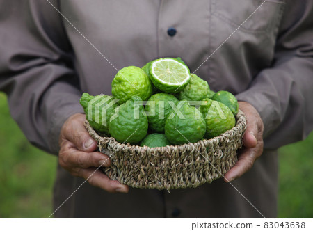 bergamot fruit in a basket holding by woman hand 83043638