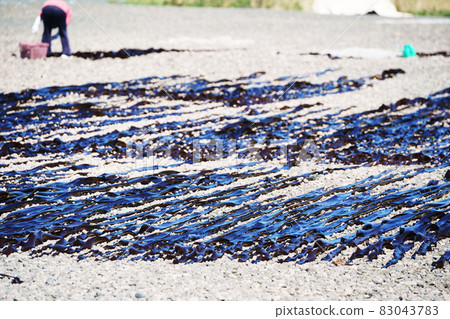 海帶捕魚的晨景 83043783