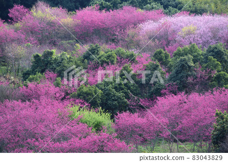 櫻花 櫻花 83043829