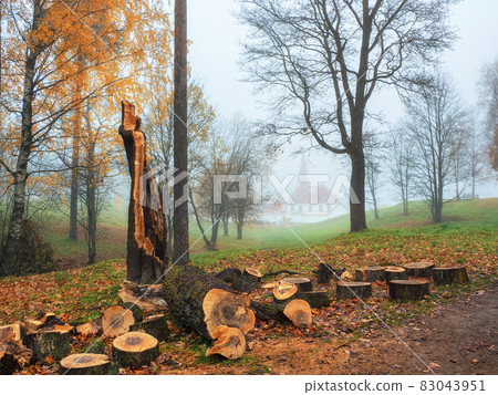 Old tree broken by the wind was sawn for disposal in the foggy autumn park. Cleaning of the park in autumn. 83043951