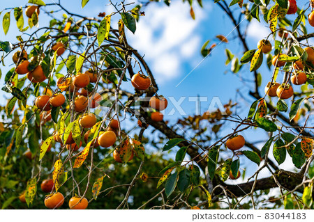 Hanno City, Saitama Prefecture Persimmon Tree and Blue Sky Hanno City, Saitama Prefecture Persimmon Tree and Blue Sky 83044183