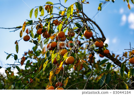 Hanno City, Saitama Prefecture Persimmon Tree and Blue Sky 83044184