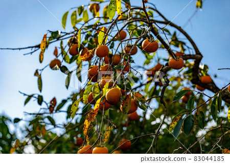 Hanno City, Saitama Prefecture Persimmon Tree and Blue Sky Hanno City, Saitama Prefecture Persimmon Tree and Blue Sky 83044185
