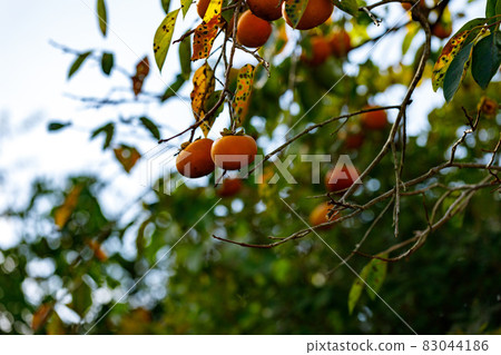 Hanno City, Saitama Prefecture, Persimmon Tree 83044186