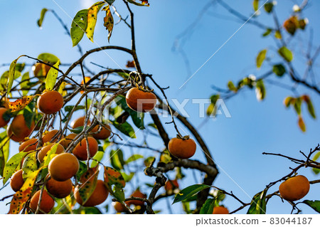 Hanno City, Saitama Prefecture Persimmon Tree and Blue Sky Hanno City, Saitama Prefecture Persimmon Tree and Blue Sky 83044187