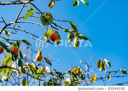 Hanno City, Saitama Prefecture Persimmon Tree and Blue Sky Hanno City, Saitama Prefecture Persimmon Tree and Blue Sky 83044188