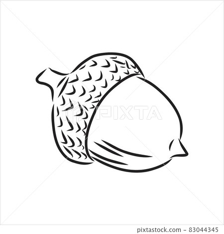 vector ink sketch drawing of autumn acorns and leaves. detailed vintage style illustration vector ink sketch drawing of autumn acorns and leaves. detailed vintage style illustration 83044345