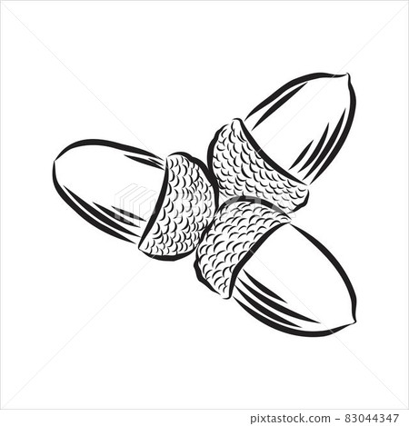 vector ink sketch drawing of autumn acorns and leaves. detailed vintage style illustration vector ink sketch drawing of autumn acorns and leaves. detailed vintage style illustration 83044347
