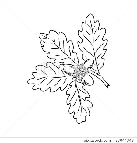 vector ink sketch drawing of autumn acorns and leaves. detailed vintage style illustration vector ink sketch drawing of autumn acorns and leaves. detailed vintage style illustration 83044348