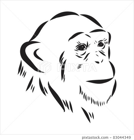 Hand drawn sketch style illustration of monkey face. Chinese zodiac sign. Young Chimpanzee. Vector illustration. Hand drawn sketch style illustration of monkey face. Chinese zodiac sign. Young Chimpanzee. Vector illustration. 83044349