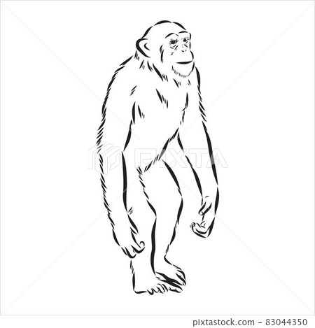 Hand drawn sketch style illustration of monkey face. Chinese zodiac sign. Young Chimpanzee. Vector illustration. 83044350