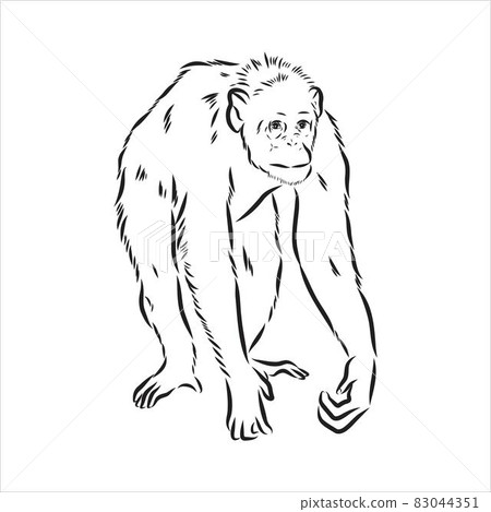 Hand drawn sketch style illustration of monkey face. Chinese zodiac sign. Young Chimpanzee. Vector illustration. Hand drawn sketch style illustration of monkey face. Chinese zodiac sign. Young Chimpanzee. Vector illustration. 83044351