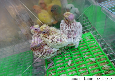 Young bird Young bird 83044507