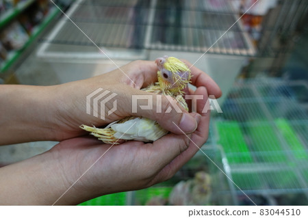 Young bird Young bird 83044510