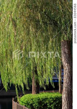 Willow tree Willow tree 83044568