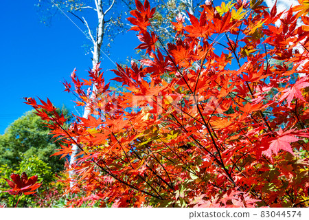 Maple dyed red (photographed by Sasagamine Plateau, Myoko City, Niigata Prefecture) 83044574