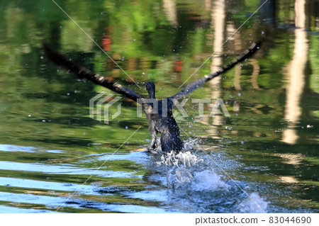 Jumping wild birds 83044690