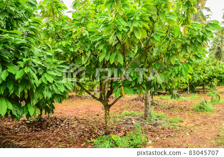 Integrated farming Integrated farming 83045707