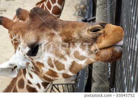 Giraffe  83045752