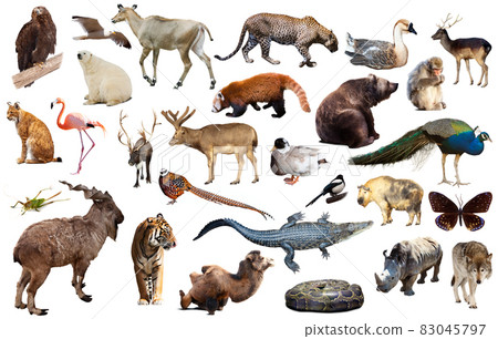 asia animals isolated 83045797