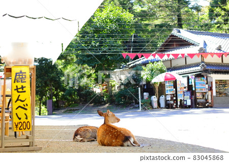 Deer in Nara Park 83045868