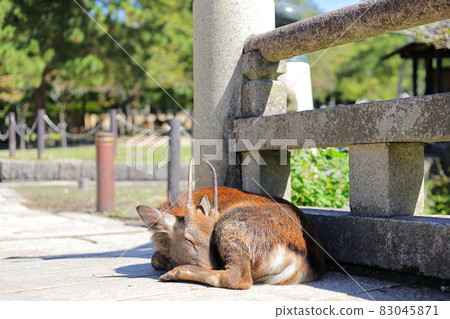 Deer in Nara Park Deer in Nara Park 83045871