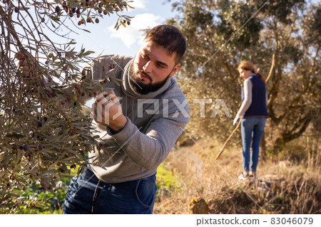 Guy gathering harvest in olive farm Guy gathering harvest in olive farm 83046079