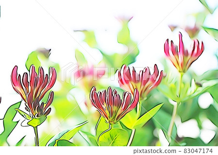粉彩風格的“金銀花芽”插圖圖像 83047174