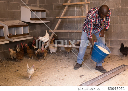 Smiling male farmer with bucket feeding chickens at the farm Smiling male farmer with bucket feeding chickens at the farm 83047951